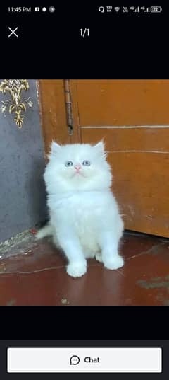 Persian