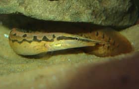 Snake
