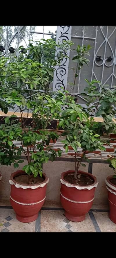 plants
