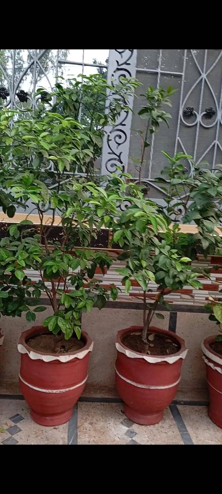 Plants 0