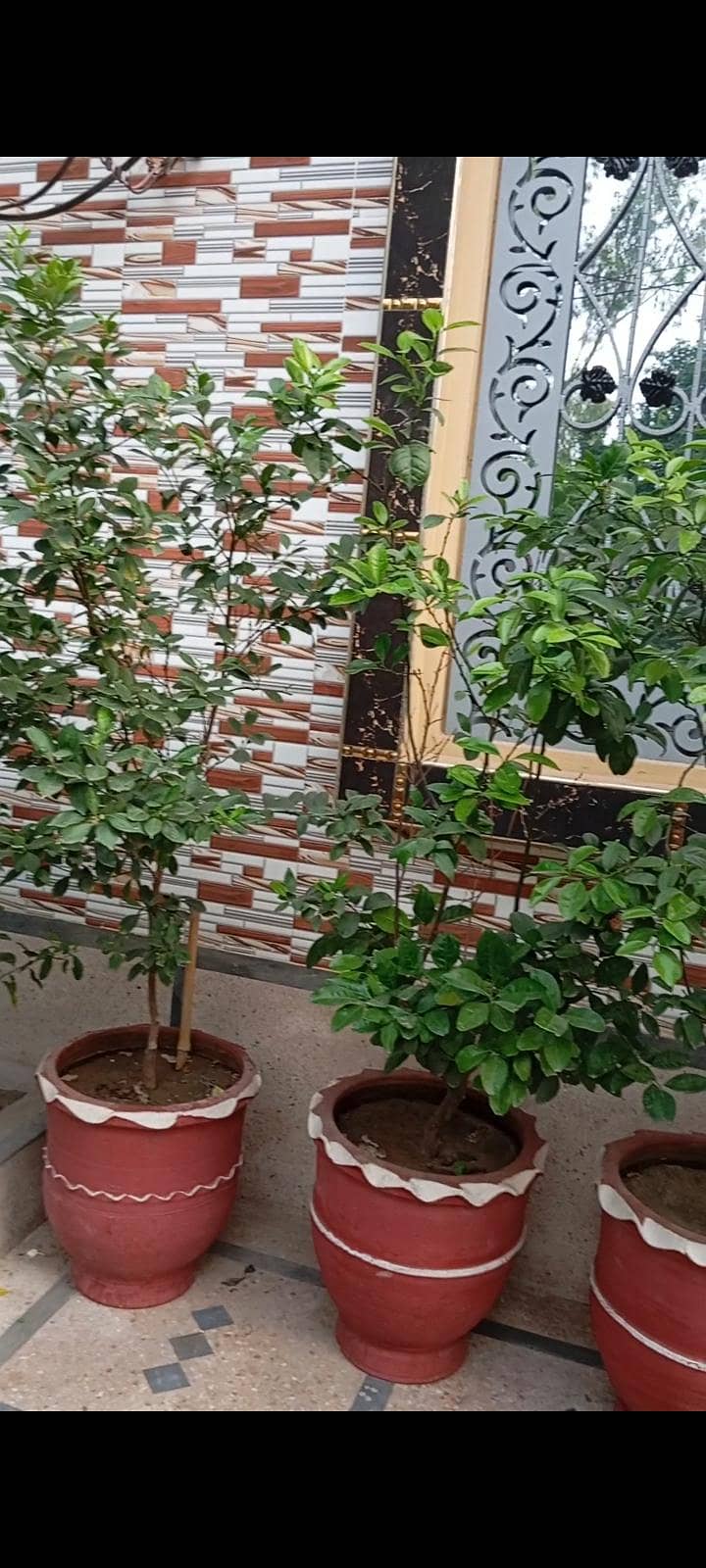 Plants 1
