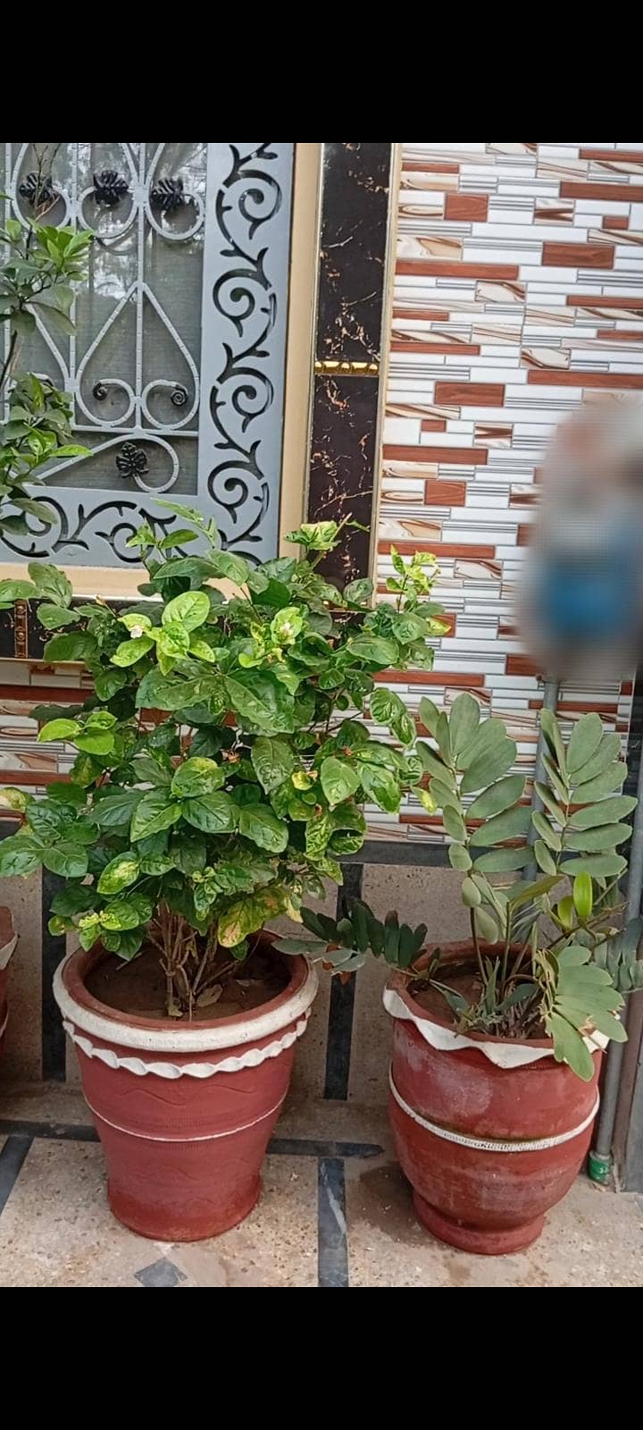 Plants 2