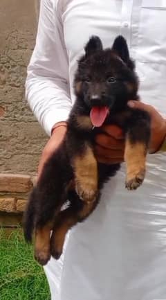 German Shepherd triple coat male for sale