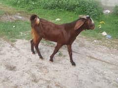 breadar bakra