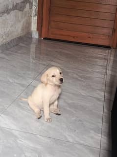 original lab pup