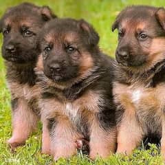 German shepherd puppies Double Coatmy WhatsApp number 0331 9289880