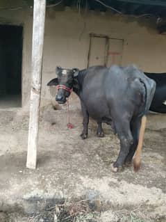 buffalo