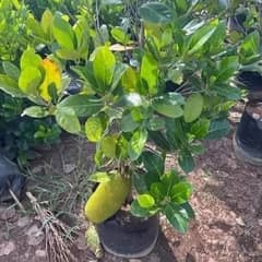 Plants