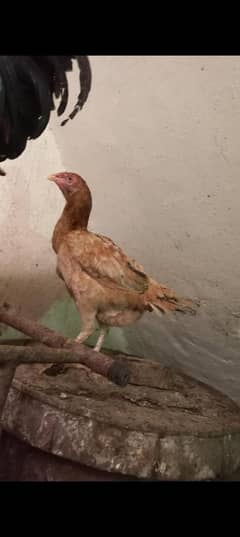 egg laying different hen for sale