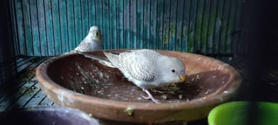 2 Budgies Young Birds For Sale
