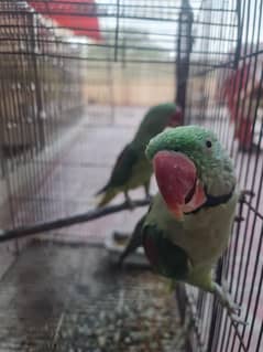 raw breeder pair