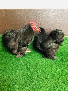 black cochan bantam