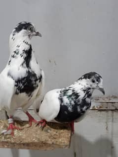 breeder pair 35 wala