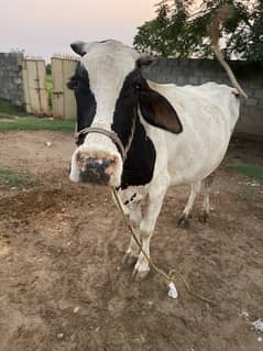 pure frezian khager cows