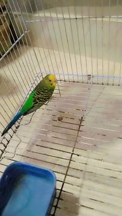 beautiful     rainbow  colors birds
