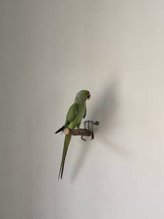 Ringneck breeder pair