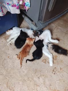 Persian cats