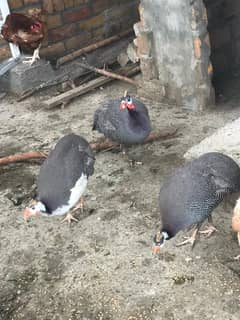 Guinea