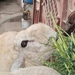 dumba for sale