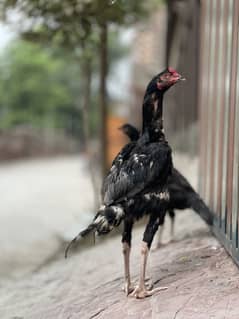 Aseel pair