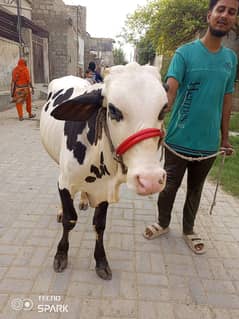 gulabi