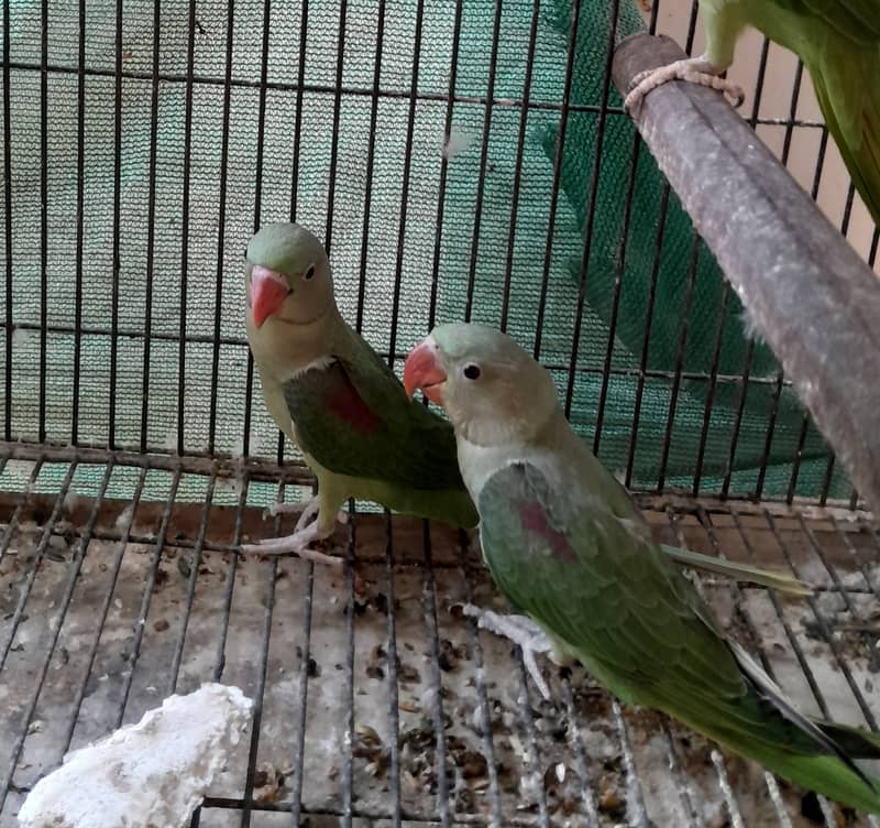 Raw pahari adult female and 2 phathay chicks - Parrots - 1104154375