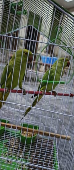 parrot