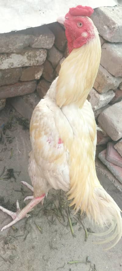 Heera