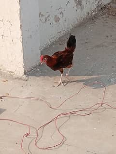 hens for sale 03224800974