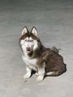 Husky Females available