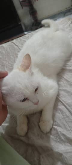 selling pearcion couples cat's pure white ‍