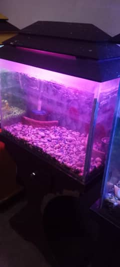 fish