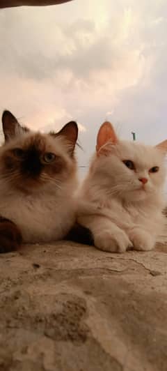 Himalayan cat and babies