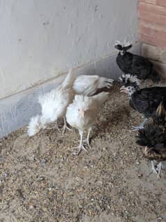 Polish Chicks [Fancy hen]