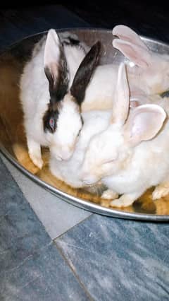 RABBITS FOR SALE 999