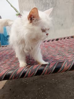 Persian pair  for sale