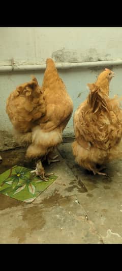 Golden Heavy Buff Females Egg Laying