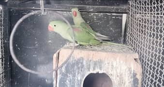 raw chicks for sale