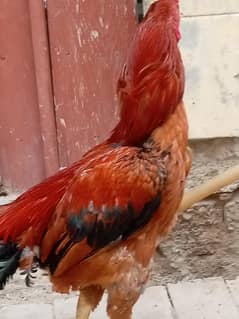 peshawari