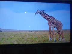 LCD Sony Bravia 46 Inches