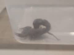 black bichu original