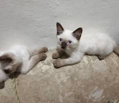 Siamese kitten