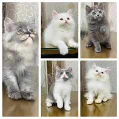 Kittens | Persain Kittens | Triple Coated Kitens | Punch Face kittrns