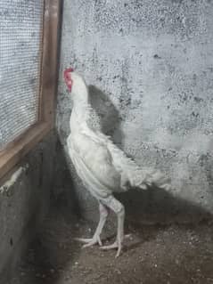 white ko shamo egg laying piar
