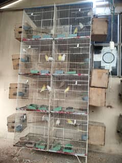 lovebirds