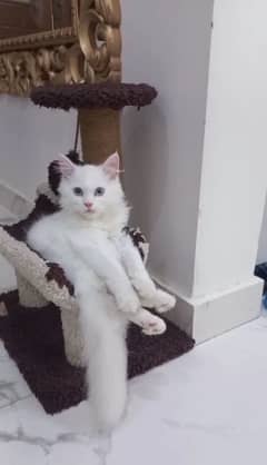 Pure parsian Kitten