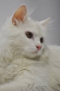 Persian Cat