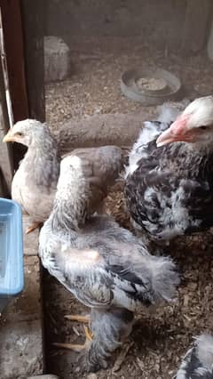 Brahma