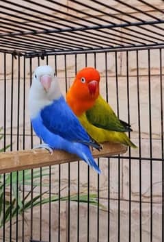 Lovebirds Full Setup