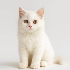 Pure Persian White Kitten for Sale in Lahore – 90 Days Old